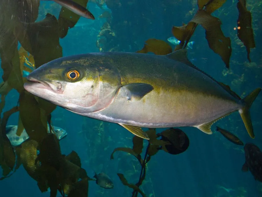 Amberjack