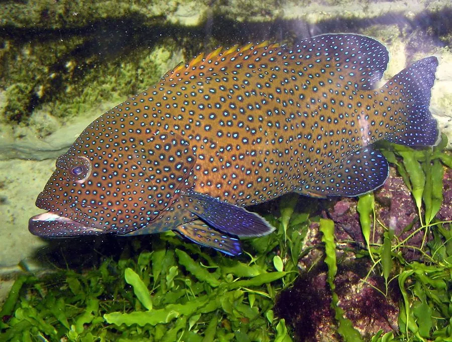 Grouper
