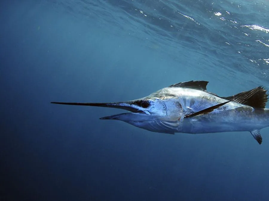 Sailfish