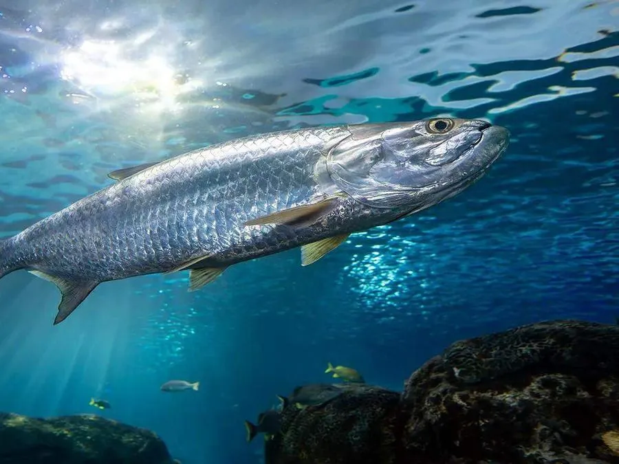 Tarpon