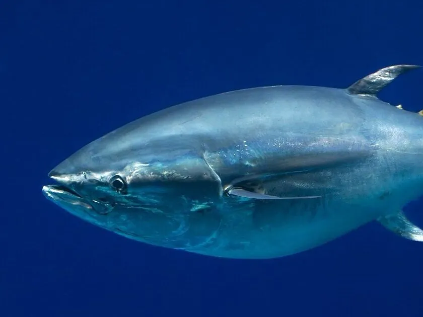 Tuna