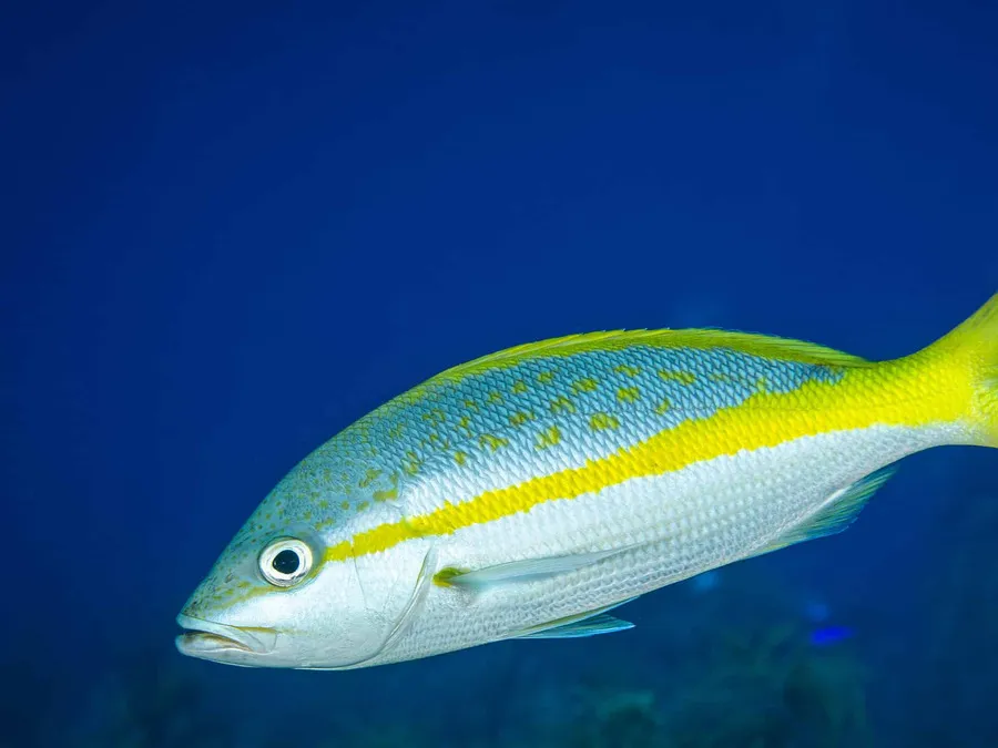 Yellowtail snapper